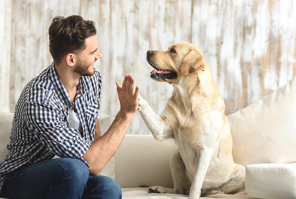 האם כדאי לגדל כלב אם עובדים?