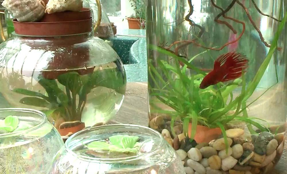 צנצנת של דגים