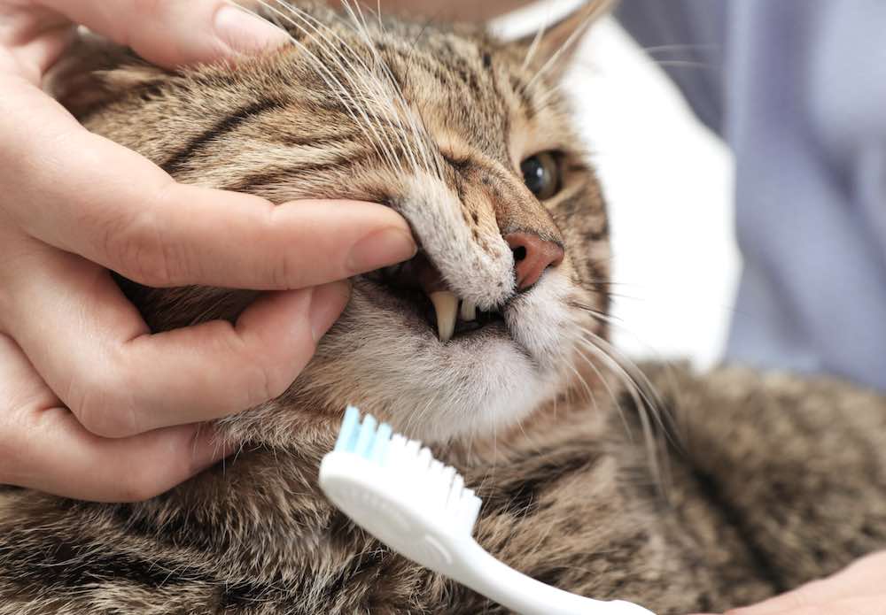 איך לאלף חתול לצחצח שיניים