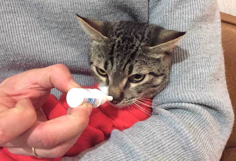 כללים לניקוי אף של חתול