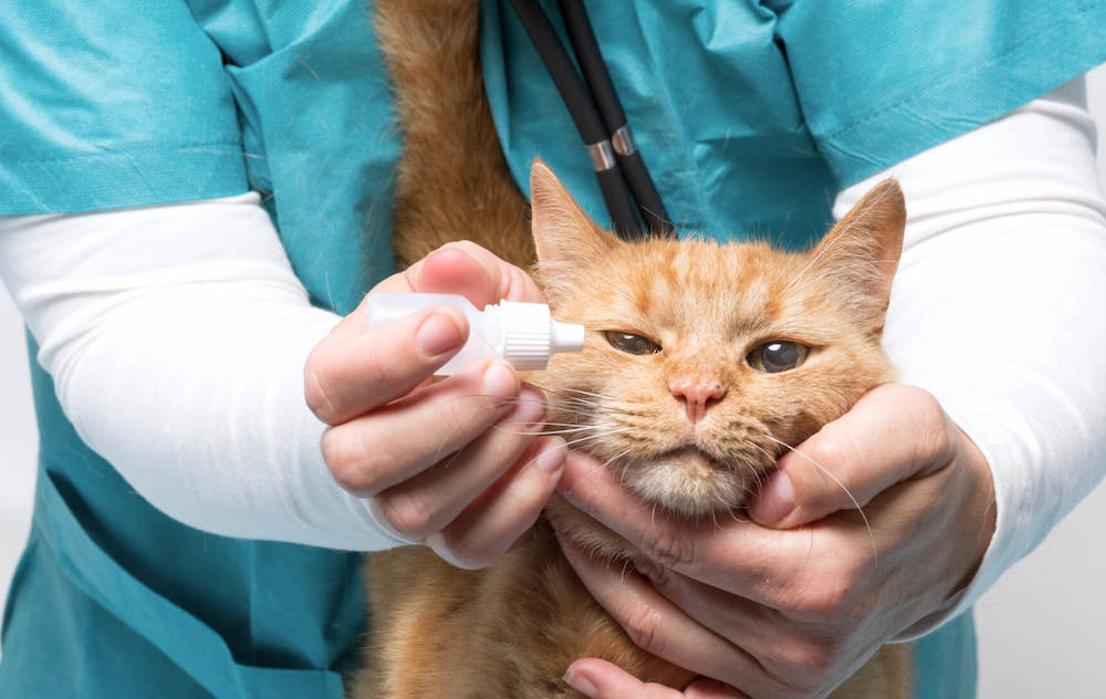 באיזו תדירות אפשר לשטוף את האף של החתול?