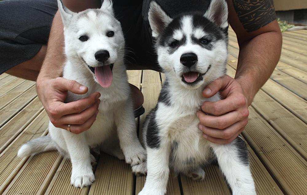 האם כדאי לי להשיג כלב האסקי?