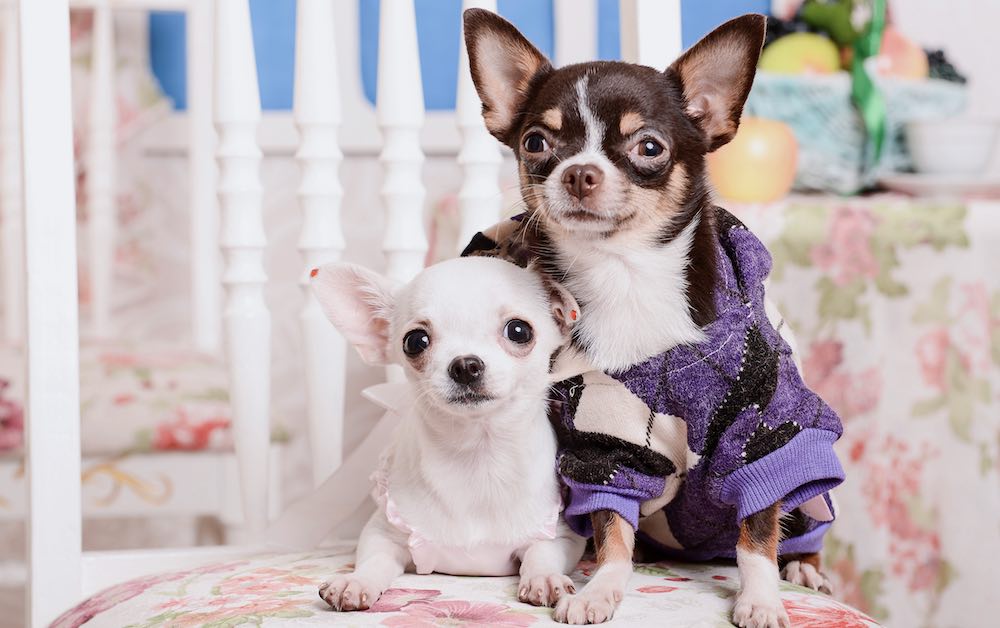 אילו גזעים מסתדרים טוב בדירה?