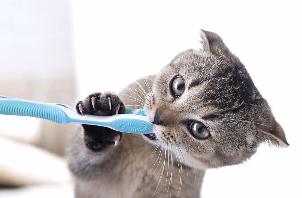 מדריך קצר לצחצוח שיניים לחתול שלכם