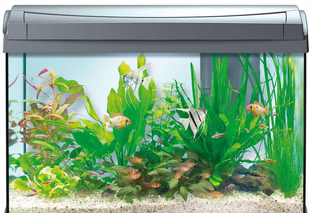 טיפים ועצות לבחירת אקווריום