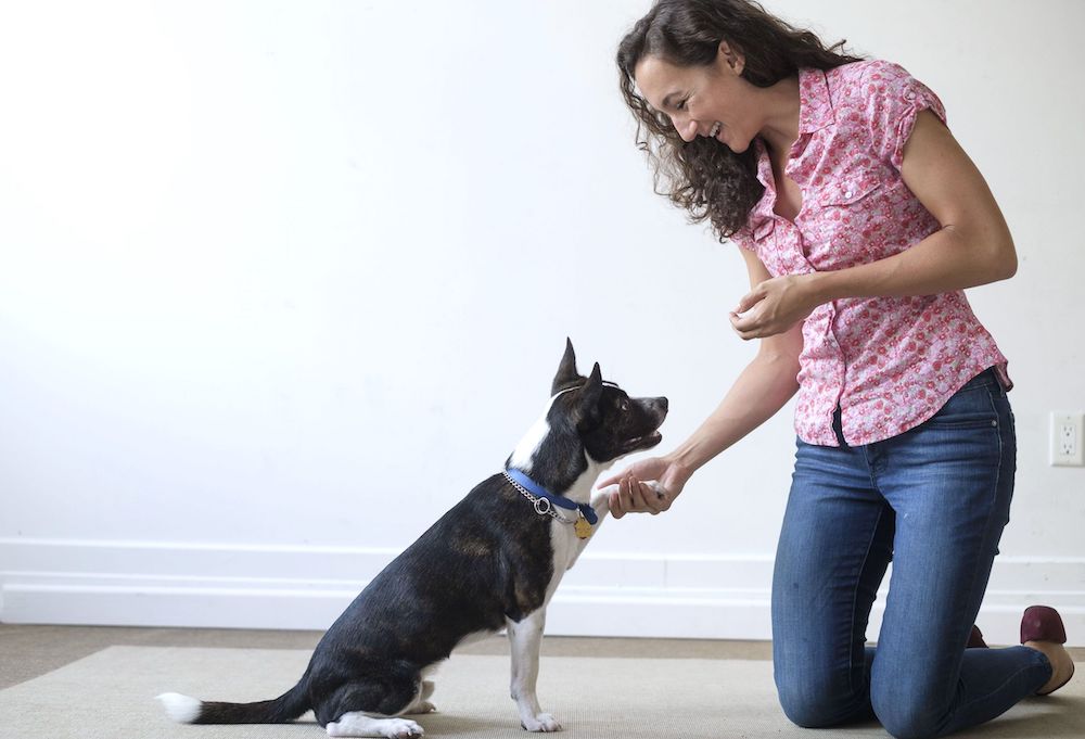 גידול כלב: איך ומתי להתחיל לאלף