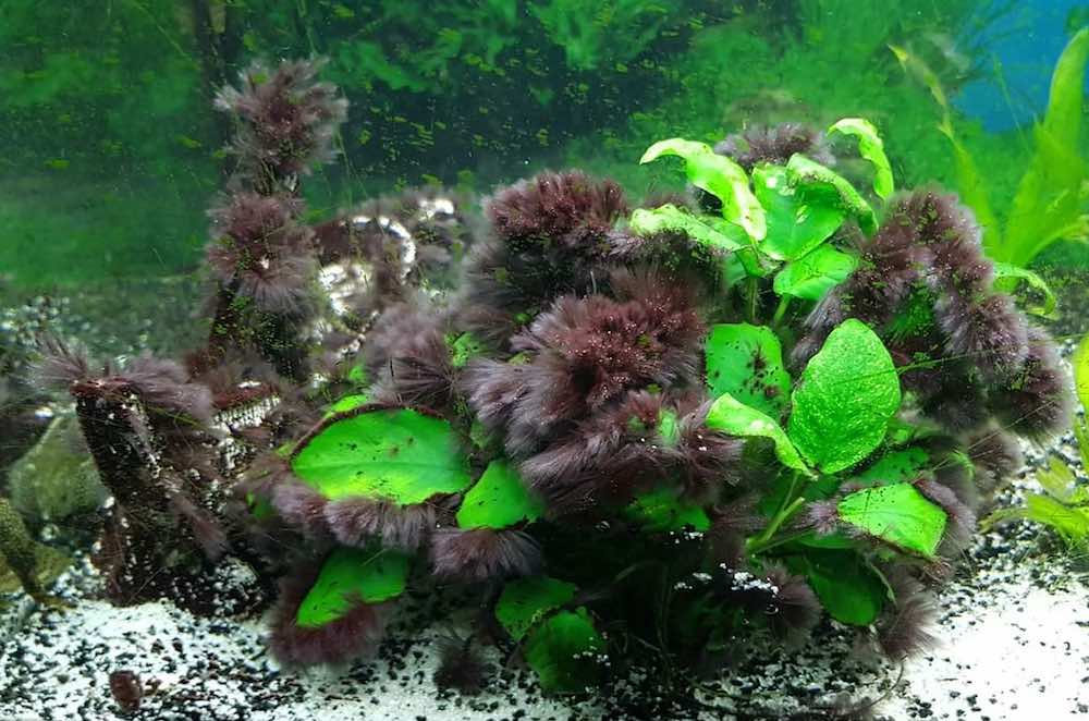 זקן שחור באקווריום: איך להיפטר ממנו