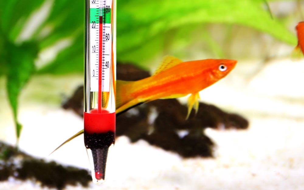טמפרטורת מים לאקווריום