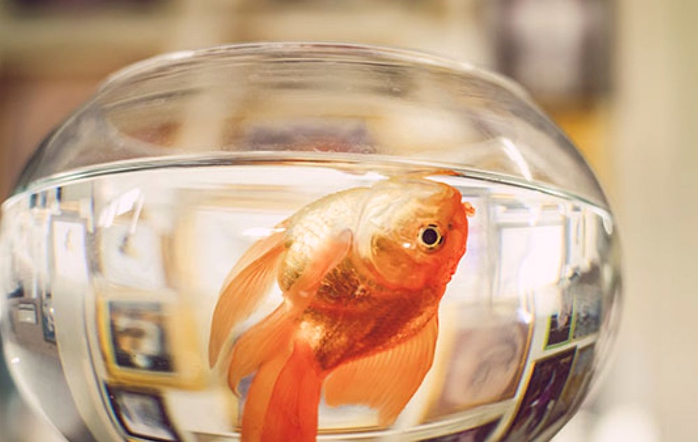 הגורמים העיקריים למוות של דגי אקווריום