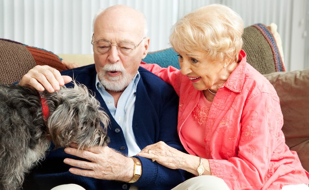 האם אדם מבוגר בדירה צריך לגדל כלב?