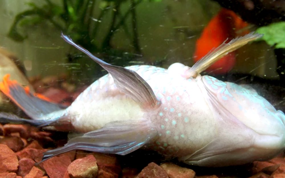 התאמה שגויה לאחר הרכישה