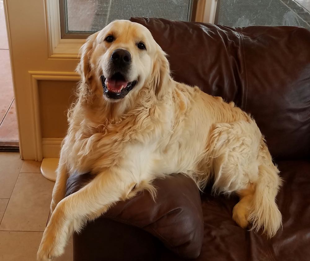 גולדן רטריבר