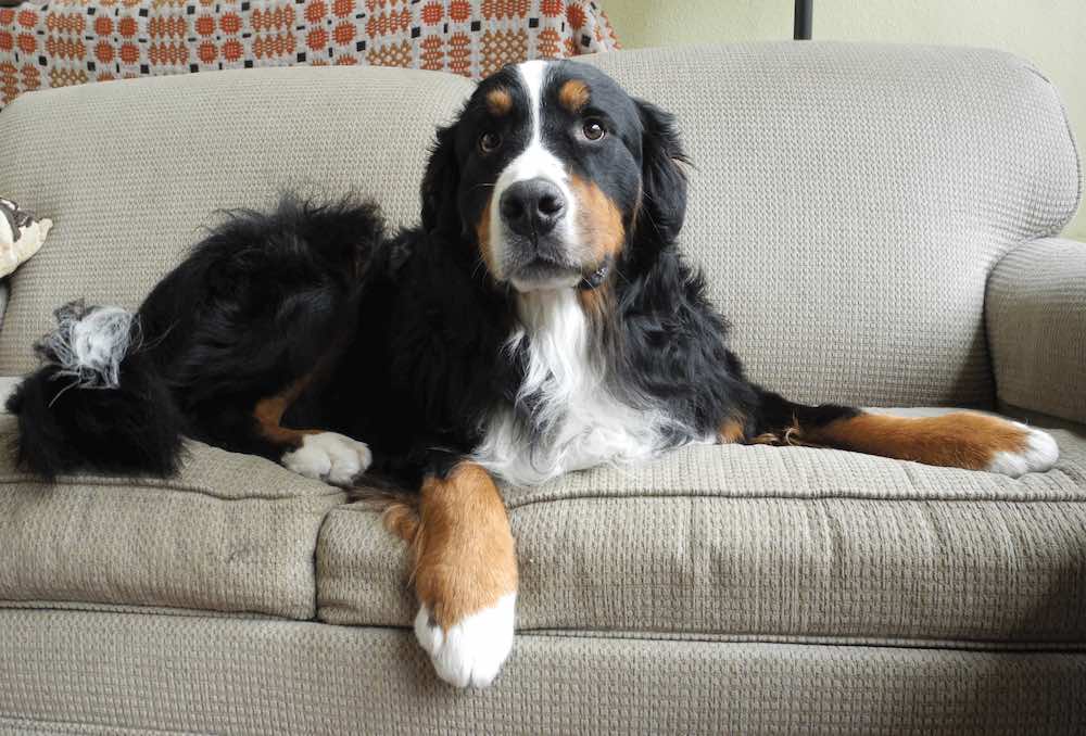 כלב הרים ברנר