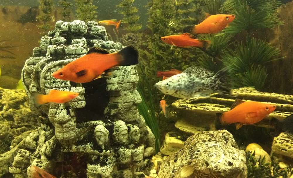 גידול דגי אקווריום: טיפים וטריקים