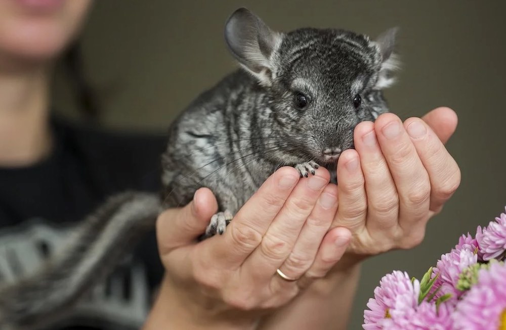 כיצד לקבוע את מין הצ'ינצ'ילה