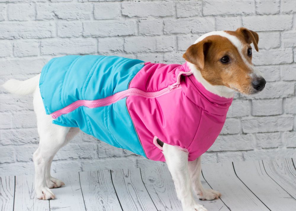 איך לאלף כלב ללבוש בגדים