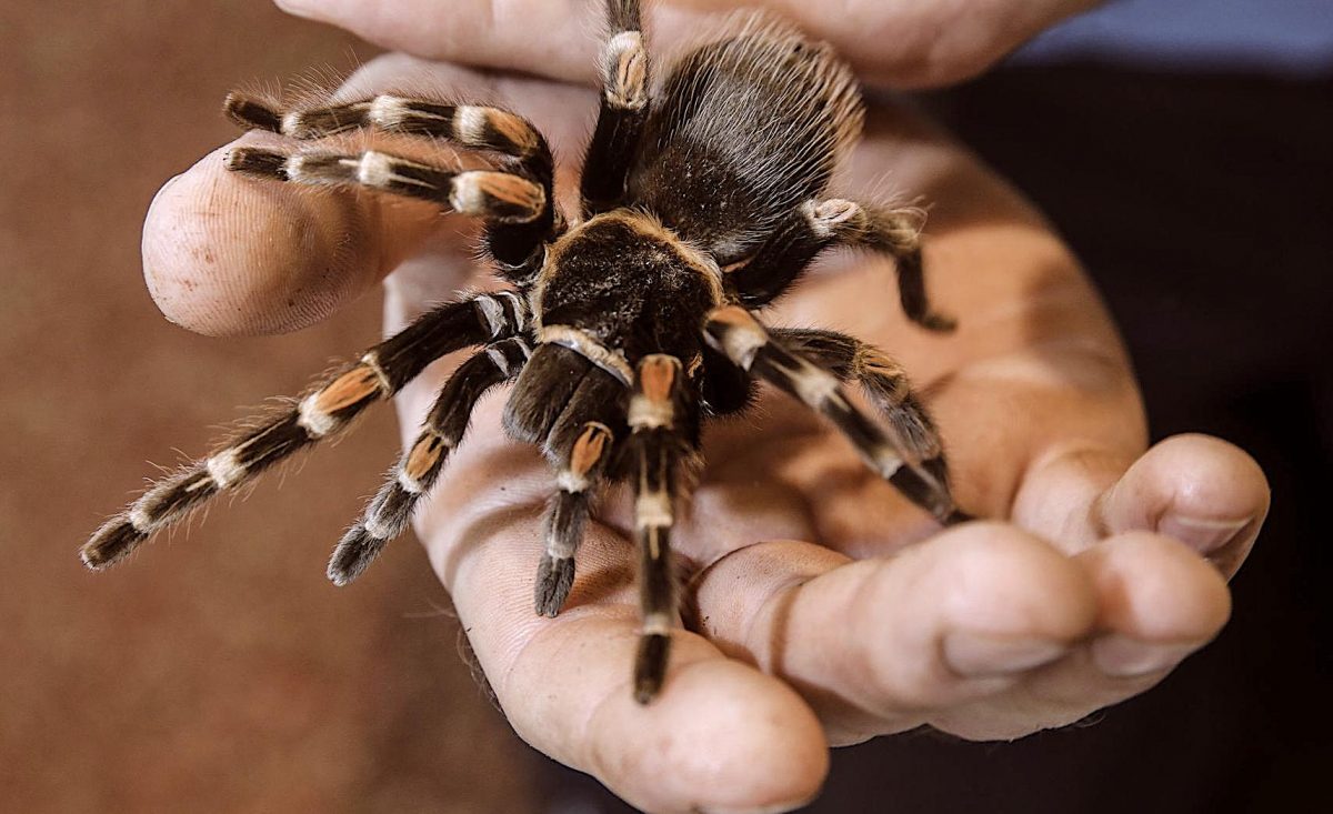 איך לשמור על עכביש בבית