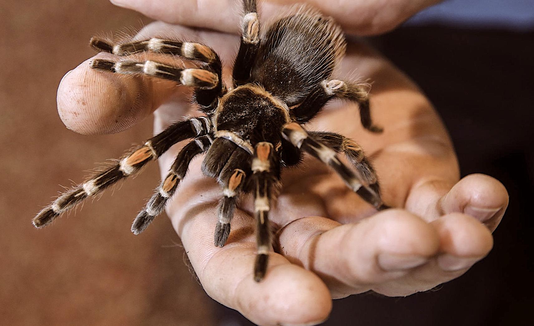 איך לגדל עכביש בבית - טיפים ממגדלים