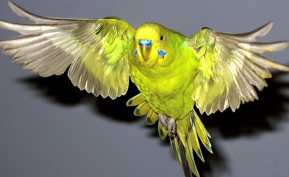 למה תוכים מאבדים נוצות ומה לעשות בנידון?