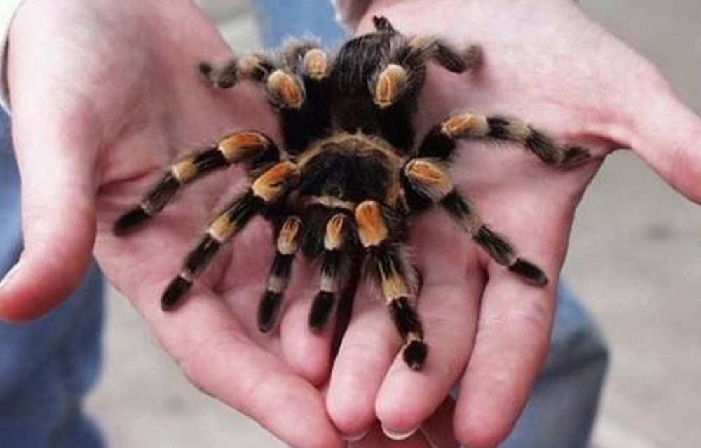 אילו עכבישים אפשר לגדל בבית?