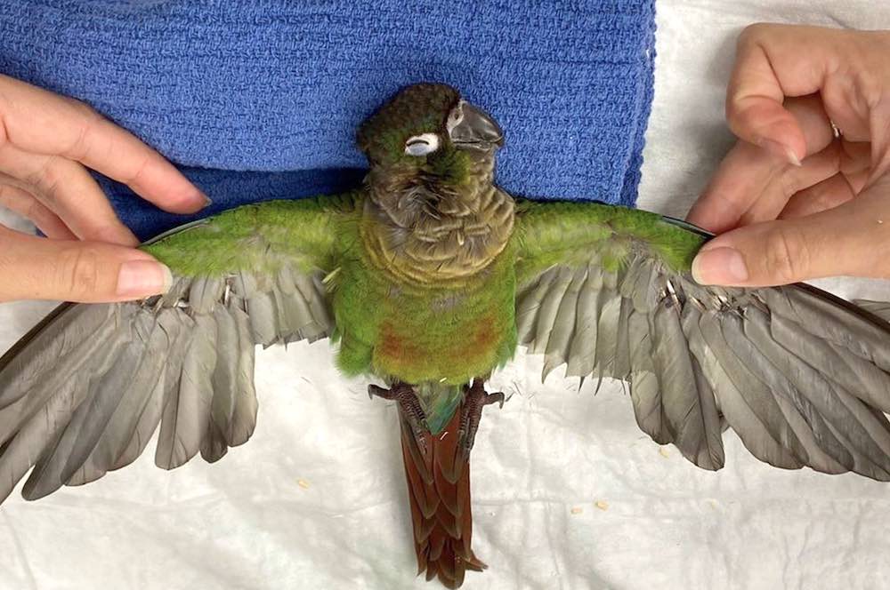 הסיבות העיקריות לאובדן נוצות מהכנפיים