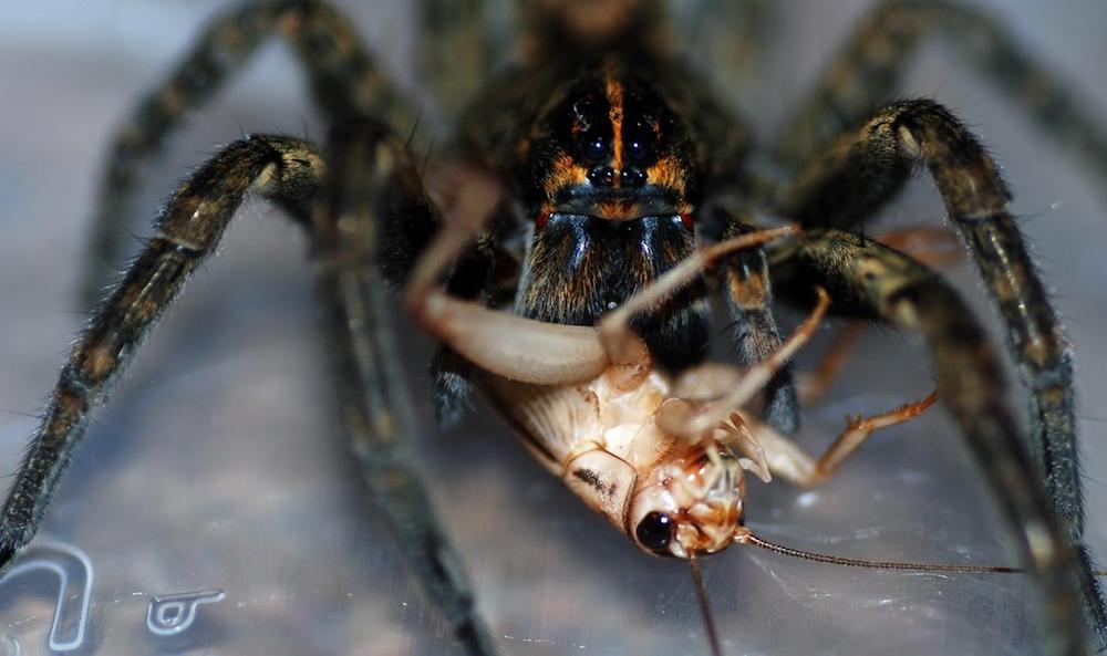 עכביש הבית: תזונה וטיפול