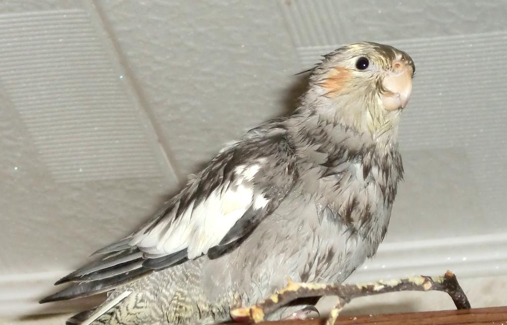 נשירה טבעית אצל תוכים