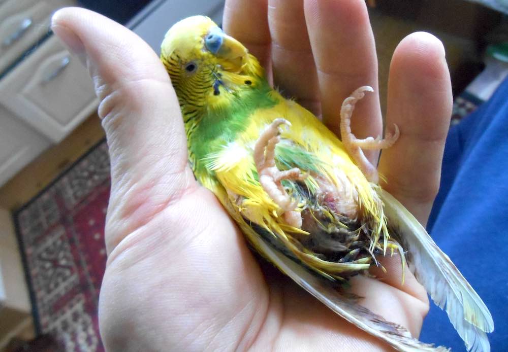 זיהומים בתוכים