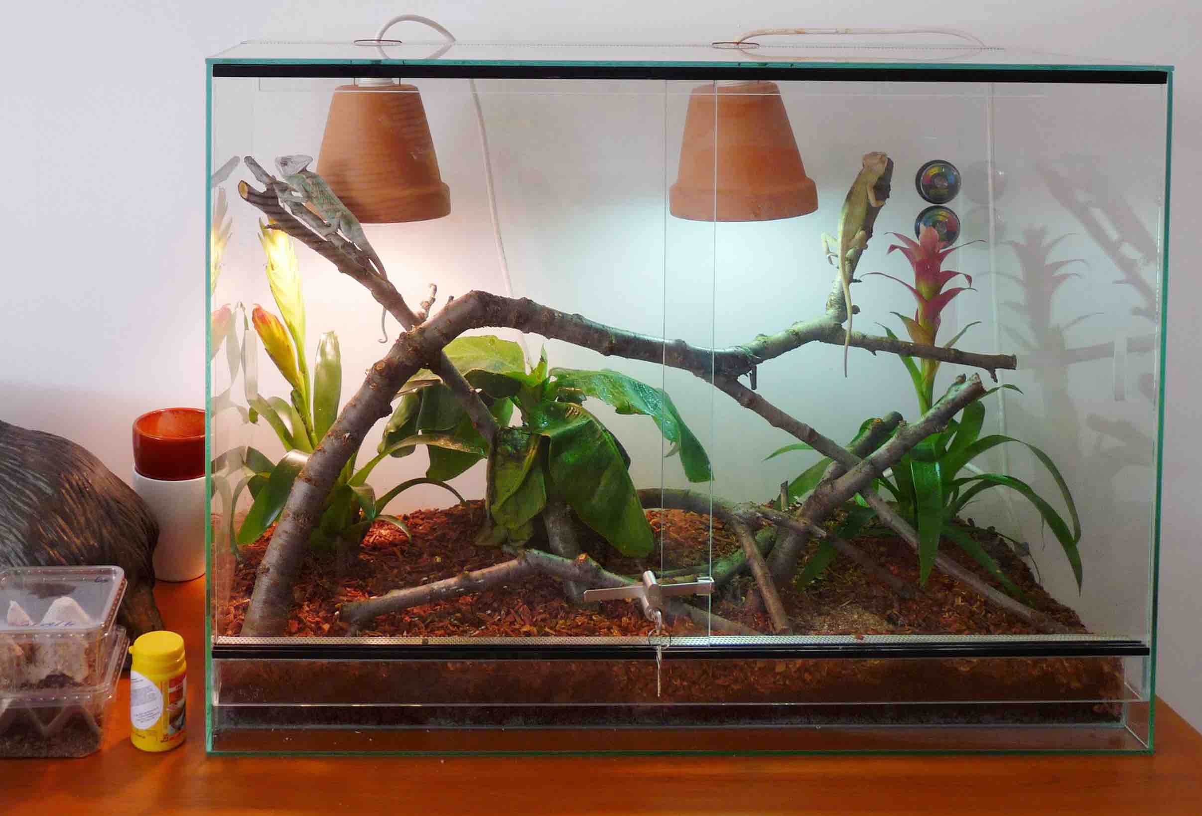 איך לבחור טרריום לבית שלכם