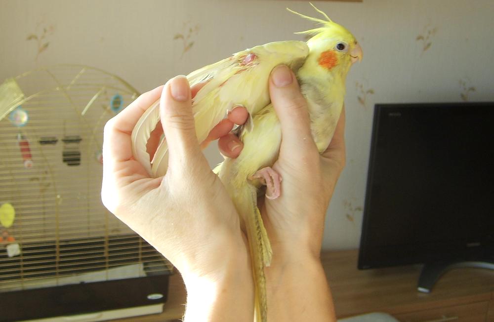 מסקנות קצרות על הסיבה מדוע תוכים מאבדים נוצות גדולות וקטנות