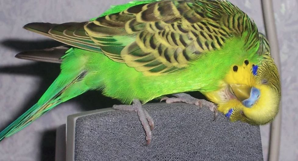 הגורם הפסיכולוגי מאחורי נשירת כנפי התוכי מזנבו