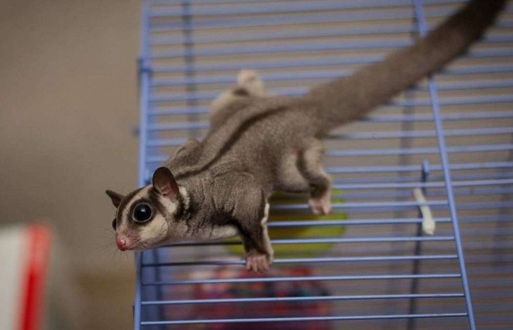 סנאי מעופף בבית