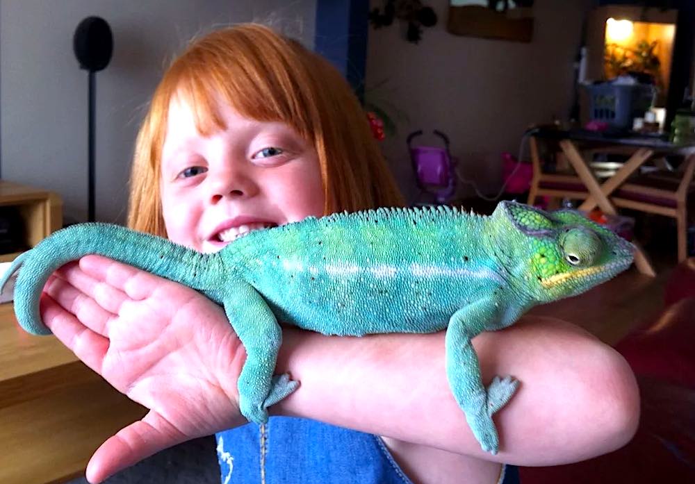 זיקית בבית: קשיי אחזקה