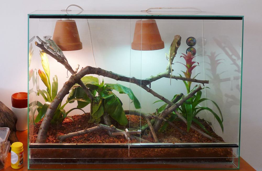 איך לבחור טרריום לבית שלכם