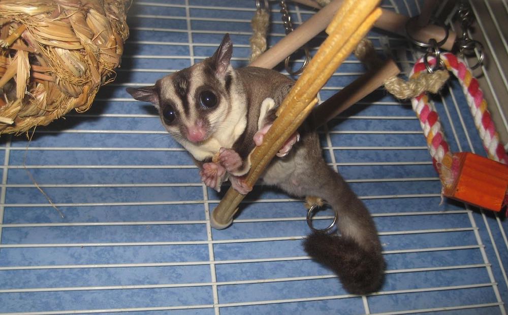 סנאי מעופף בבית