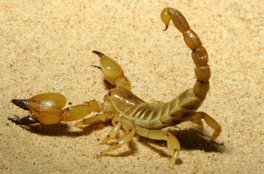 עקרב ביתי - תזונה וטיפול