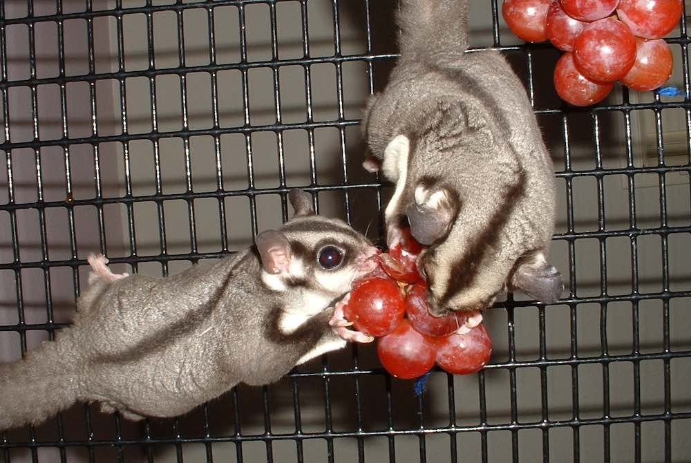 תזונה וטיפול בסנאי מעופף