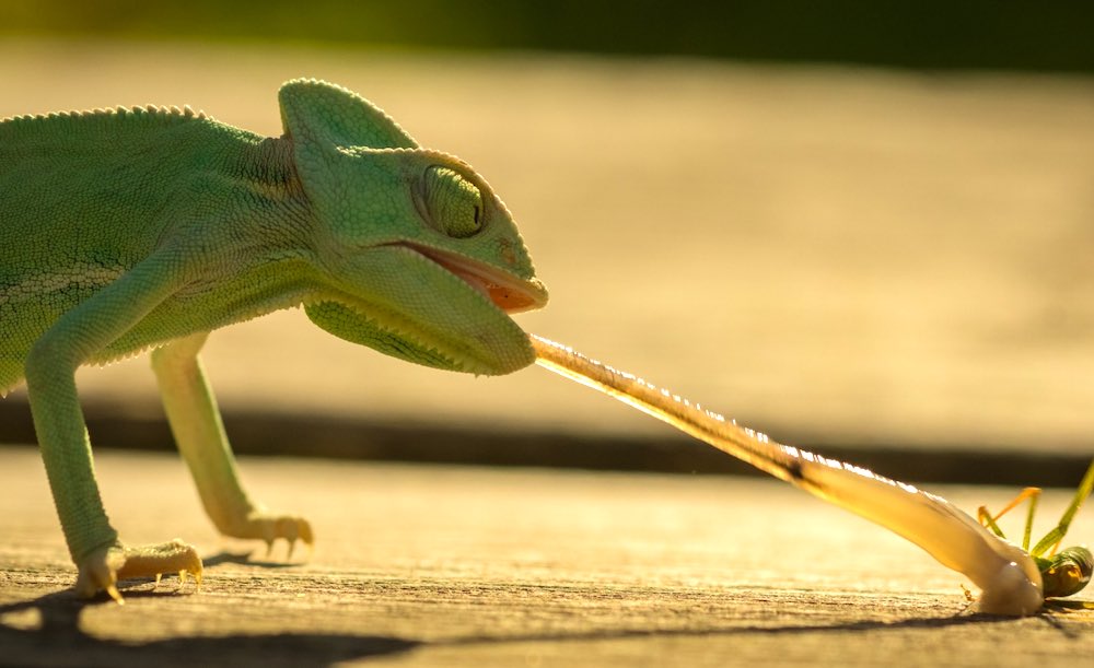 האכלה וטיפול בזיקית