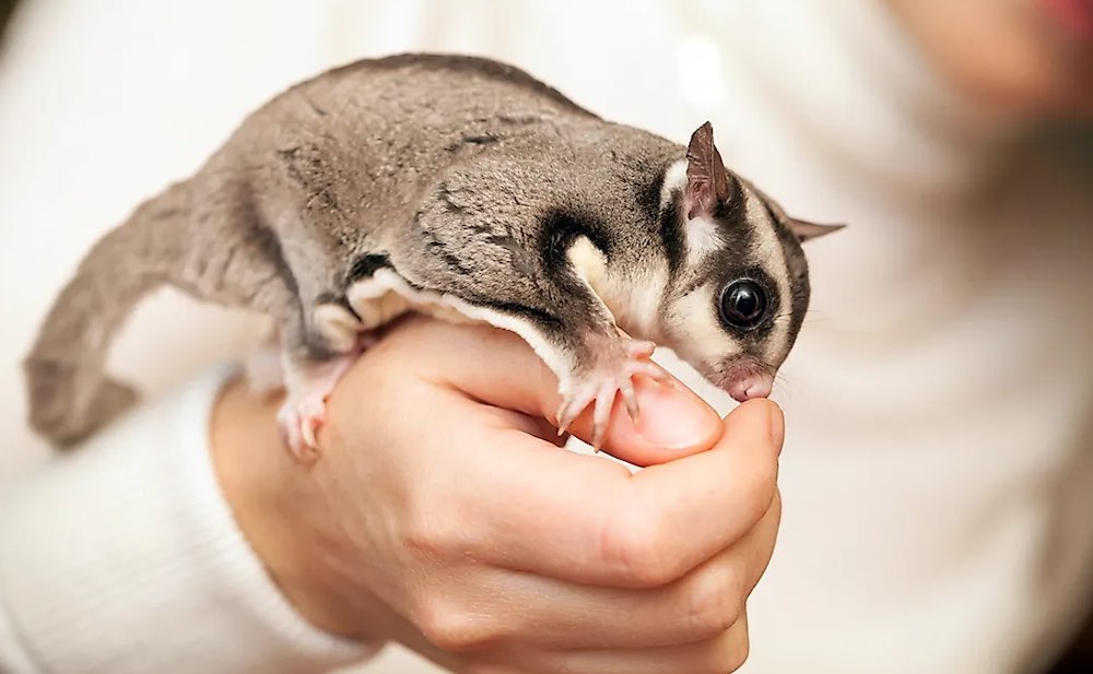 סנאי מעופף: טיפים וטריקים