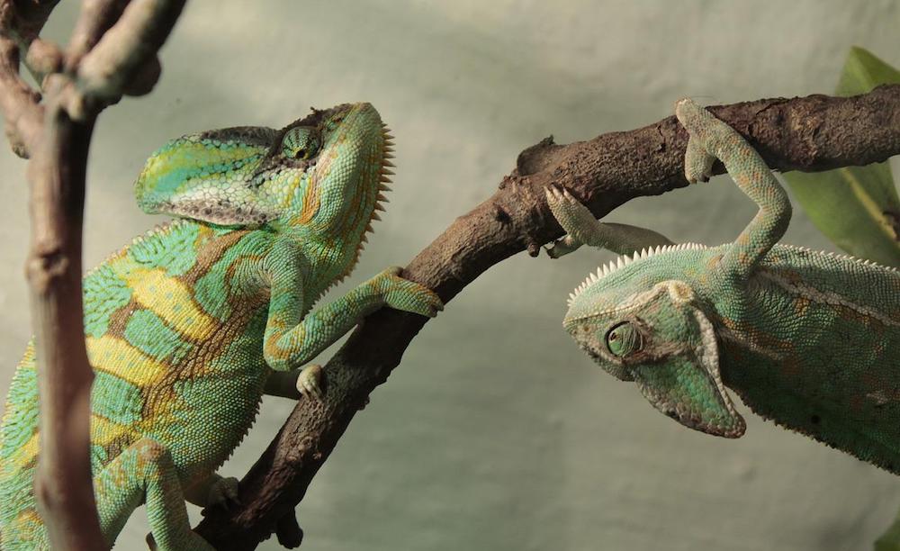 טיפים וטריקים לגידול זיקית