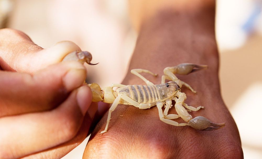 טיפים וטריקים לגידול עקרב