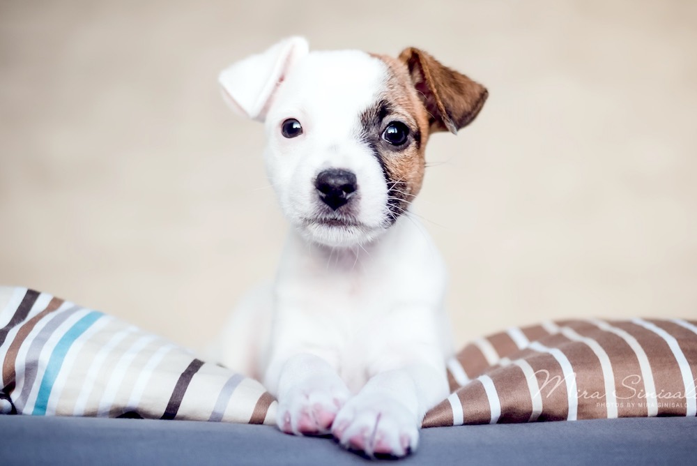 האם כדאי לי לגדל ג'ק ראסל בדירה שלי?