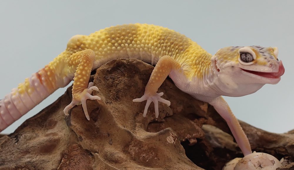 שמירה על שממיות נמר בבית