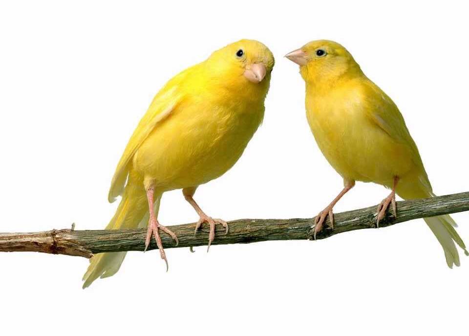 גידול כנרית בבית