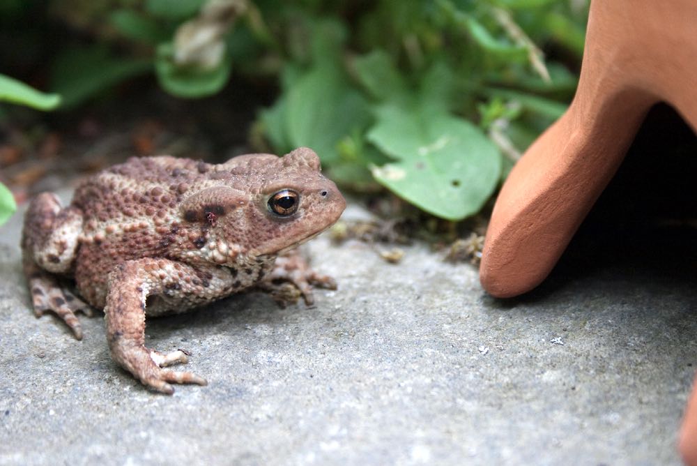 גידול צפרדעים בבית