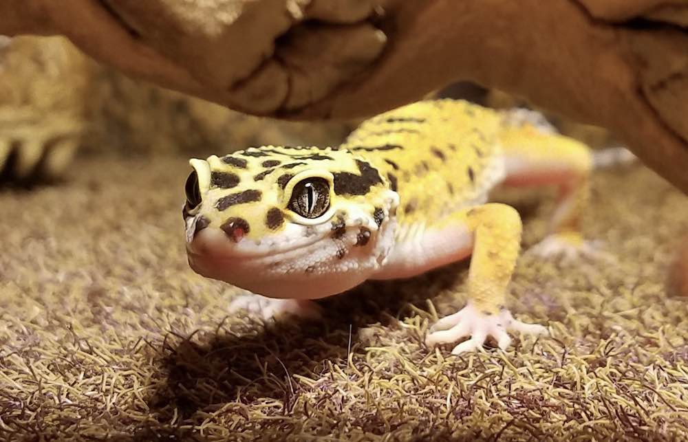 גידול שממית נמר בבית: היתרונות והחסרונות של גידול לטאות