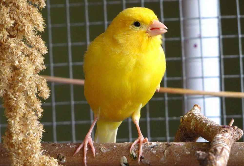 גידול קנרי בבית: יתרונות וחסרונות