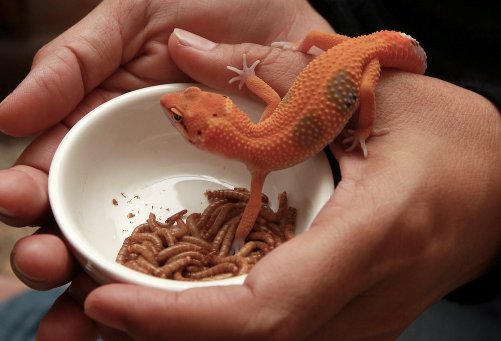 האכלה וטיפול בלטאות בחוץ