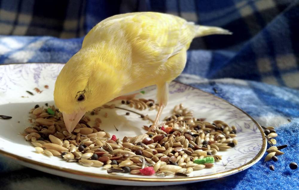 תזונה וטיפול