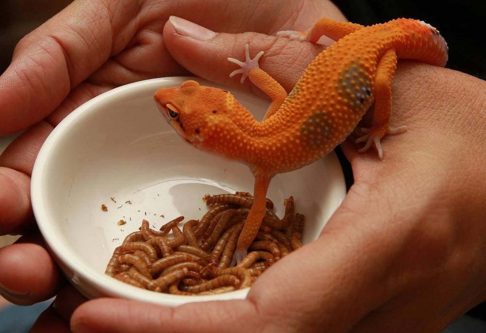 דיאטת הלטאה